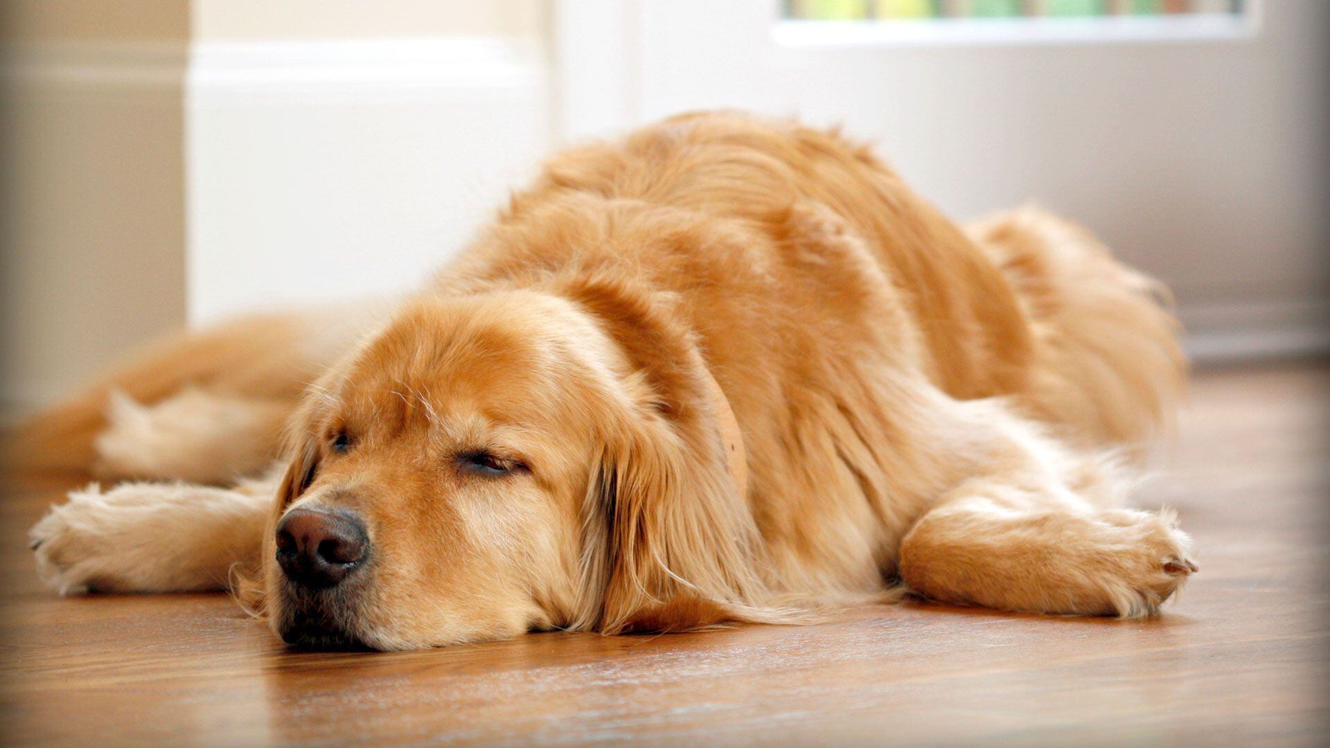 Los golden retriever son perros muy amigables y sociables (Getty Images)