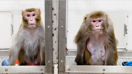 Los monos Rhesus (Macaca mulatta) son los más usados en los ensayos previos a los estudios en humanos. (Jeff Miller/University of Wisconsin-Madison)