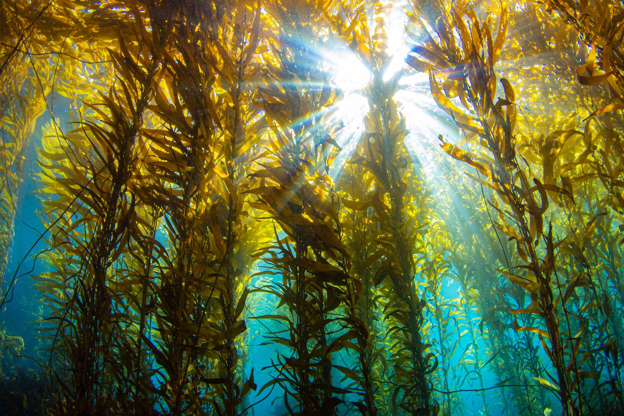Los bosques submarinos, esenciales para la biodiversidad, muestran signos de recuperación tras década de esfuerzos de restauración