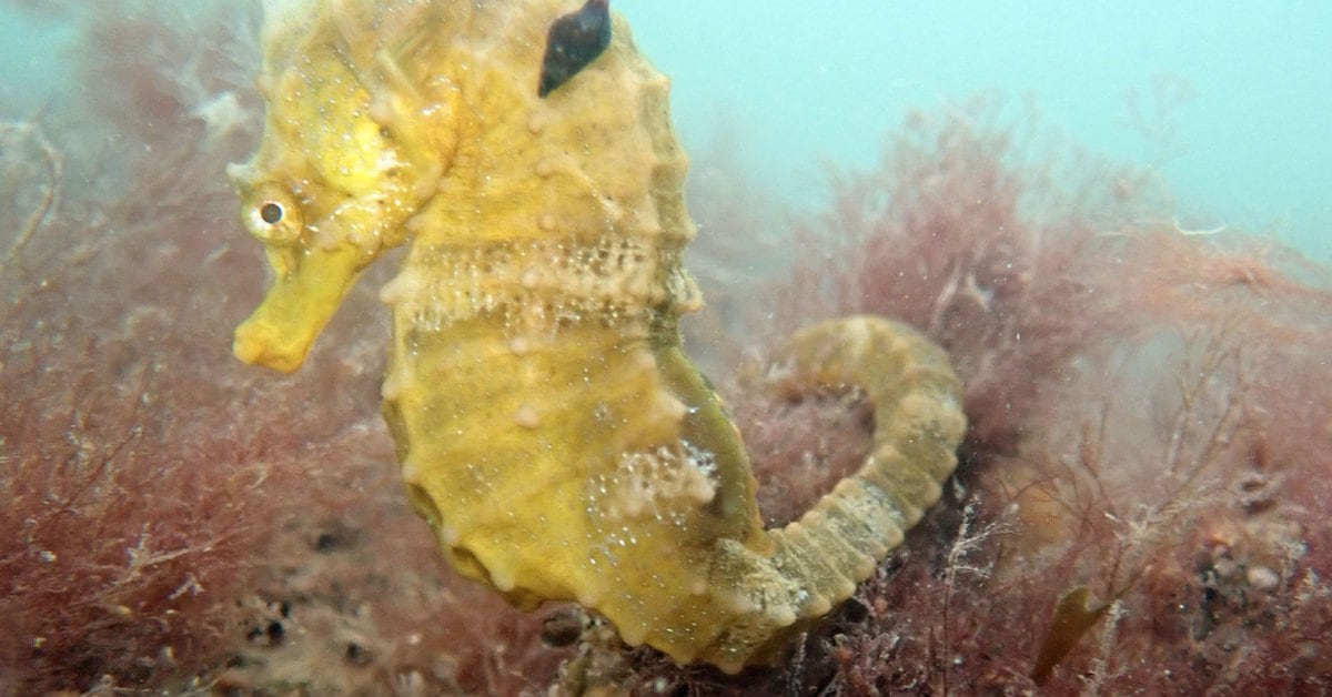 Seahorses: The other Illegal traffic between Mexico and China