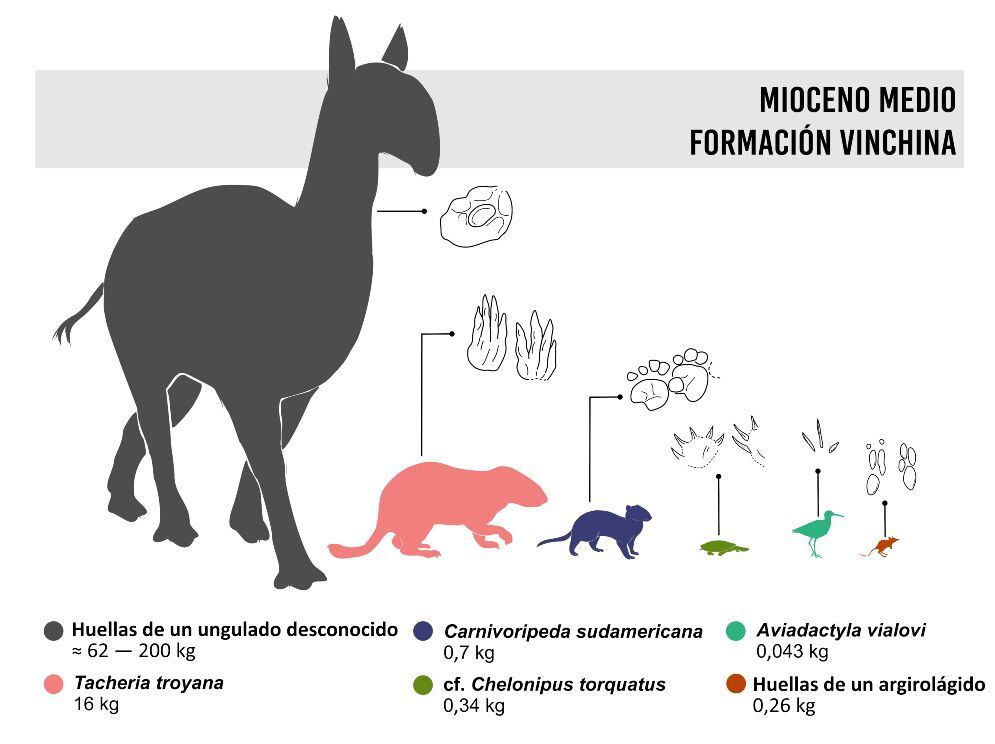 paleontólogos conicet descubrimiento fósiles pequeños animales La Rioja