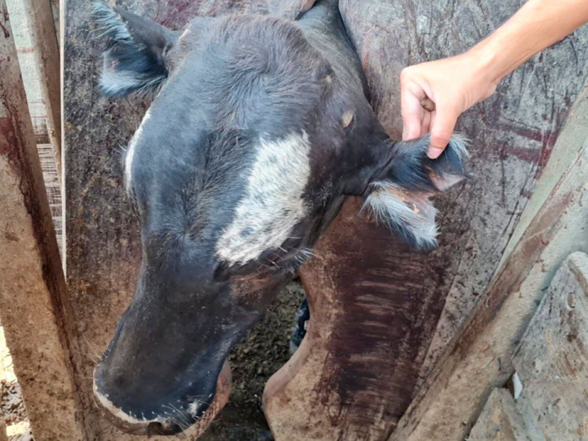 Robo ganadero del siglo: investigan en Santa Fe la desaparición de unos  2.000 animales - Infobae