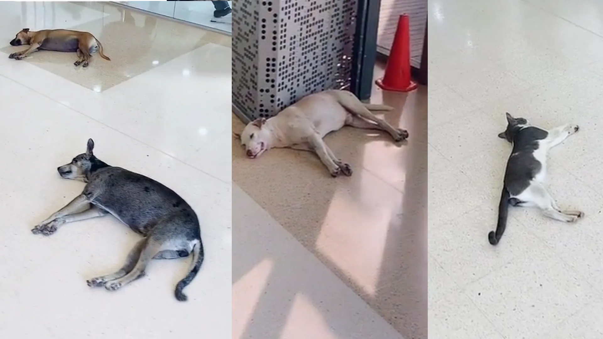 Centro comercial acoge perros callejeros que sufren por la fuerte ola de calor