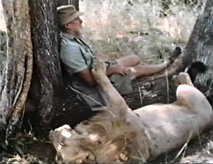 Adamson, en un momento de relax junto a uno de sus leones