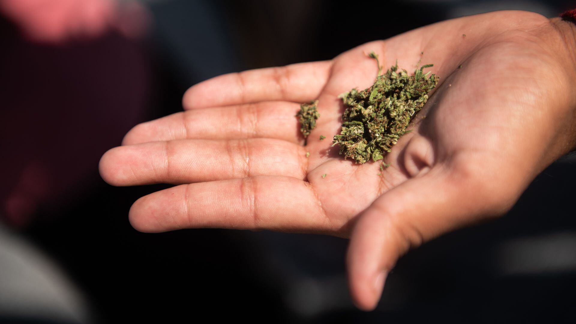 La marihuana es una de las sustancias que más se venden y consumen en el departamento de Cundinamarca (Cortesía) 