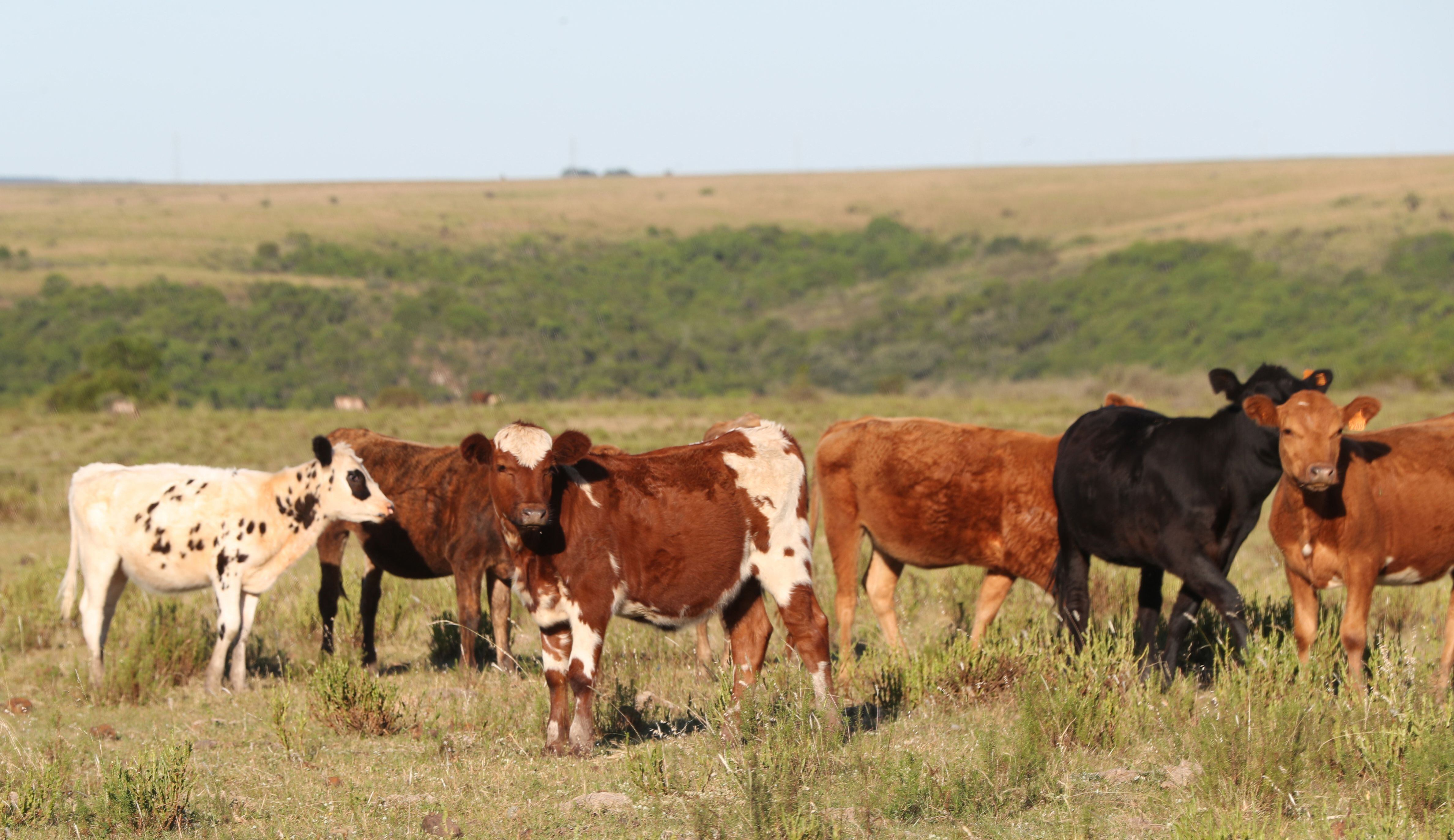 El reporte dos dos organizaciones ecologistas revela que sólo 2 de los 18 mayores países productores de carne y lácteos tienen objetivos o planes para reducir el metano de su sector ganadero (EFE)