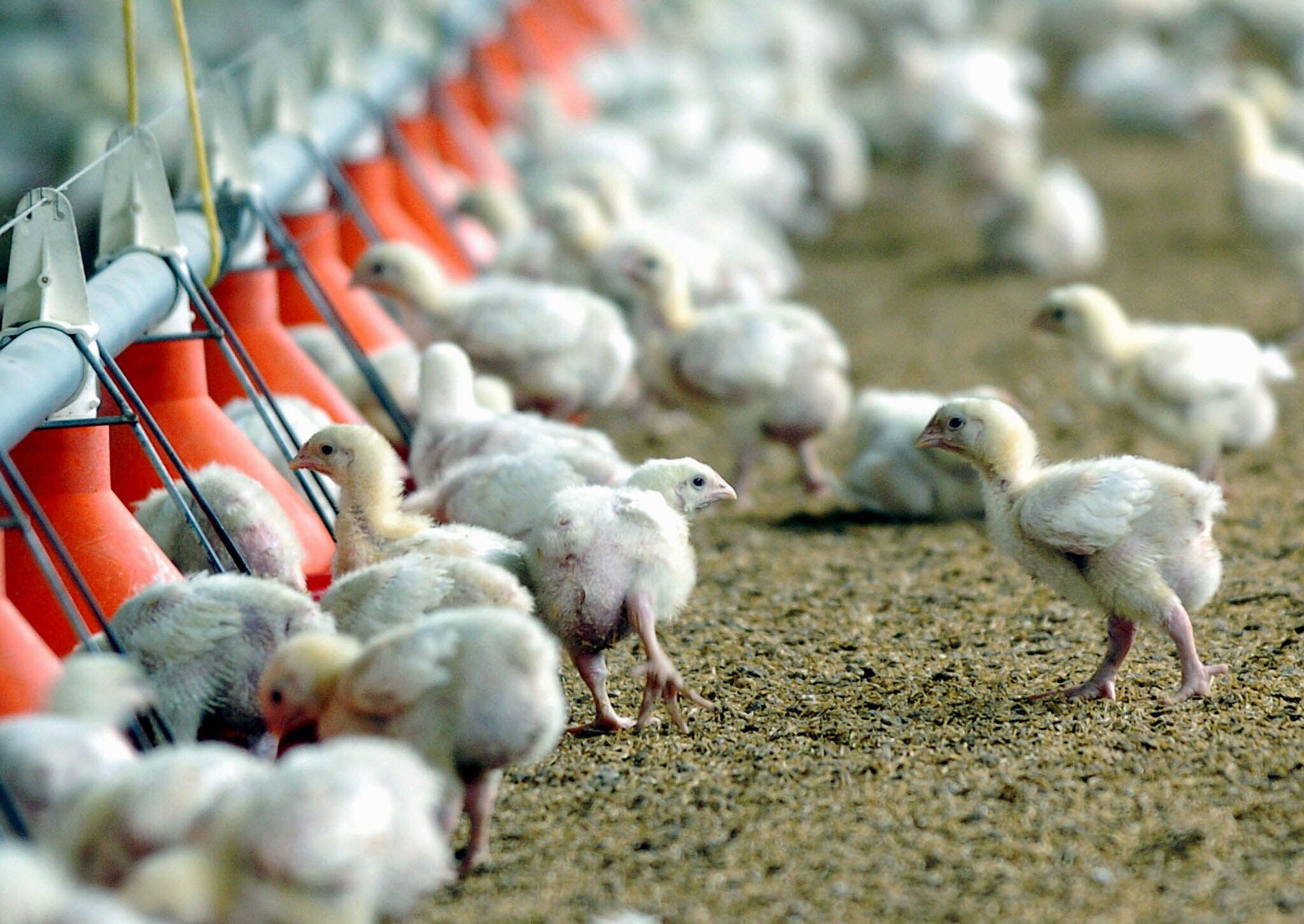 El impacto económico de la gripe aviar se evidencia en millones de aves perdidas y miles de millones de dólares en daños, según datos del sector /EFE/EDUARDO ABAD 
