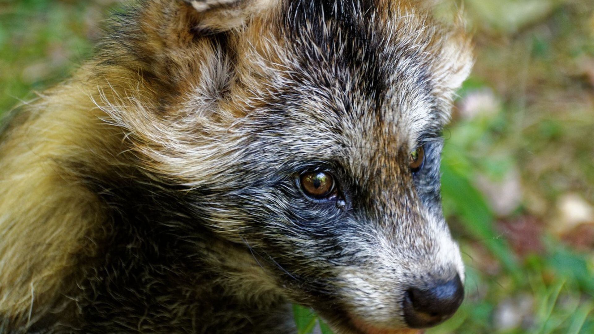 Cómo es el perro mapache y por qué lo vinculan con la pandemia de coronavirus (Pixabay)