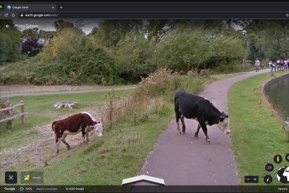 Con el uso de Google Earth los investigadores vieron que ciertas especies de ganado vacuno y venado se alinean con los polos magnéticos mientras pastan o descansan.