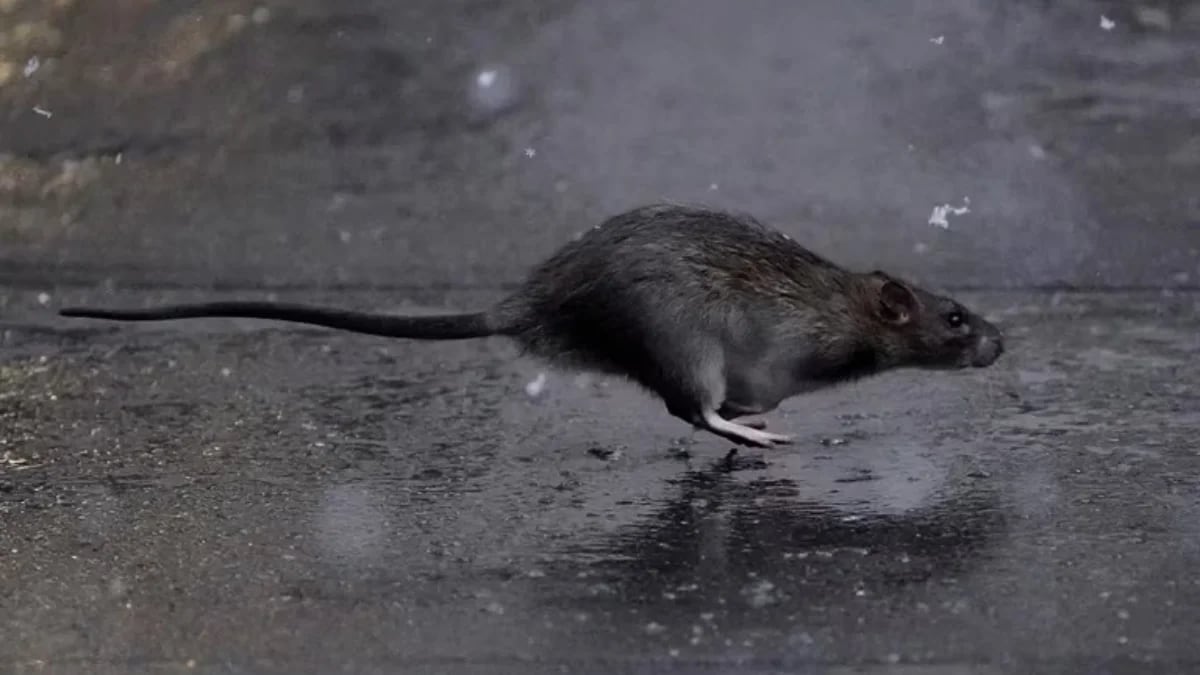 Las ratas invaden sector del sur de Bogotá: ciudadanos han encontrado madrigueras gigantes