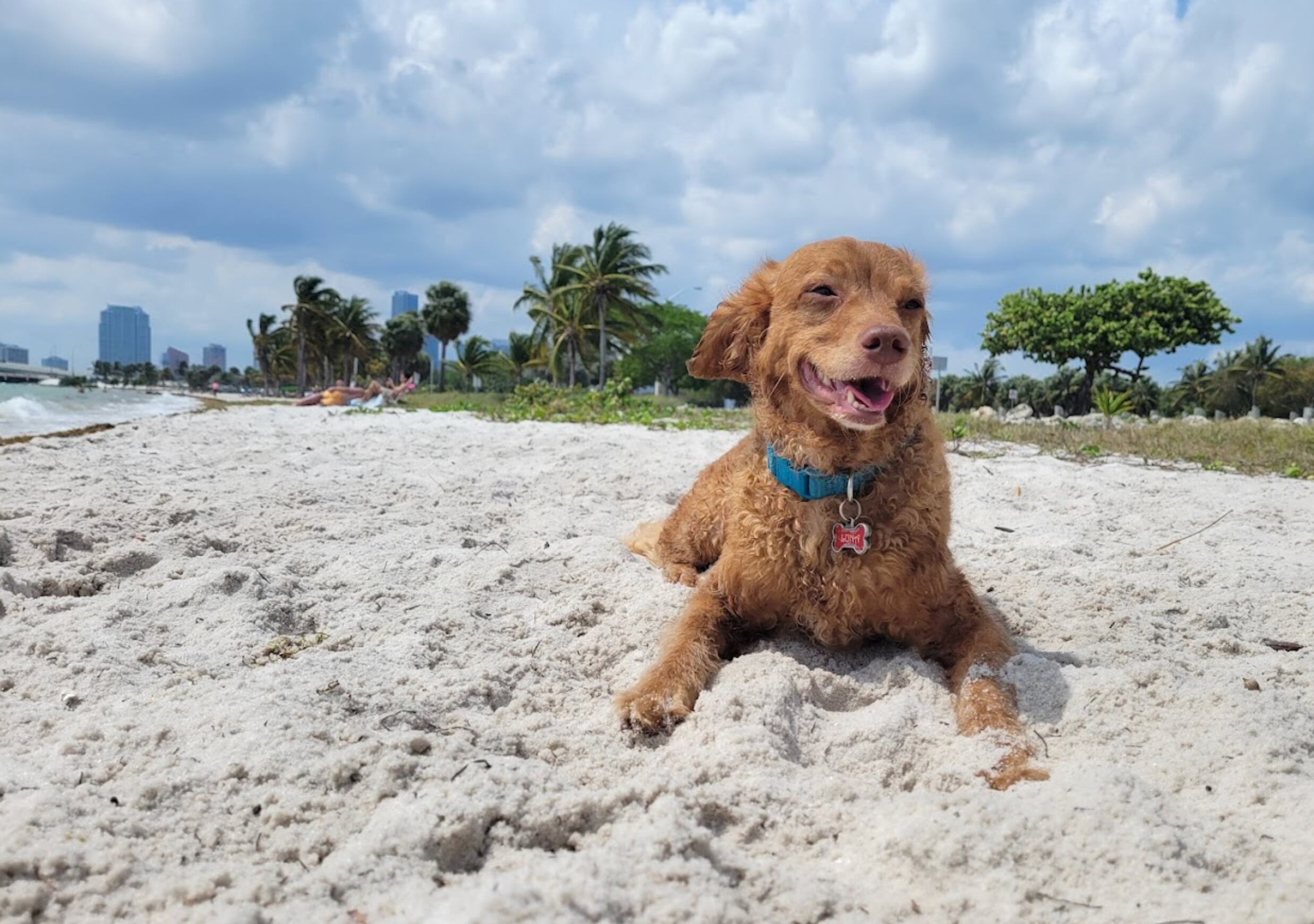 Un perro descansa sobre la arena en una playa de Miami