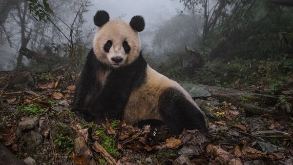 Un panda reposando en la reserva natural Wolong, en la provincia de Sichuan, China, 2015. FotÃ³grafo: Ami Vitale (National Geographic)