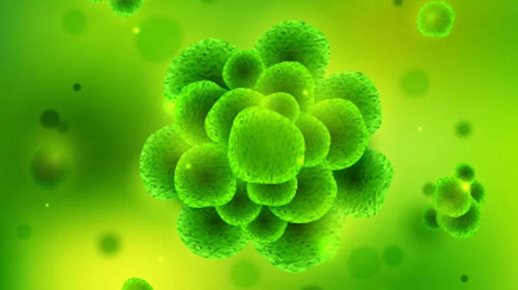La resistencia de las llamadas superbacterias a los antibióticos preocupa a los infectólogos del mundo entero (Shutterstock)