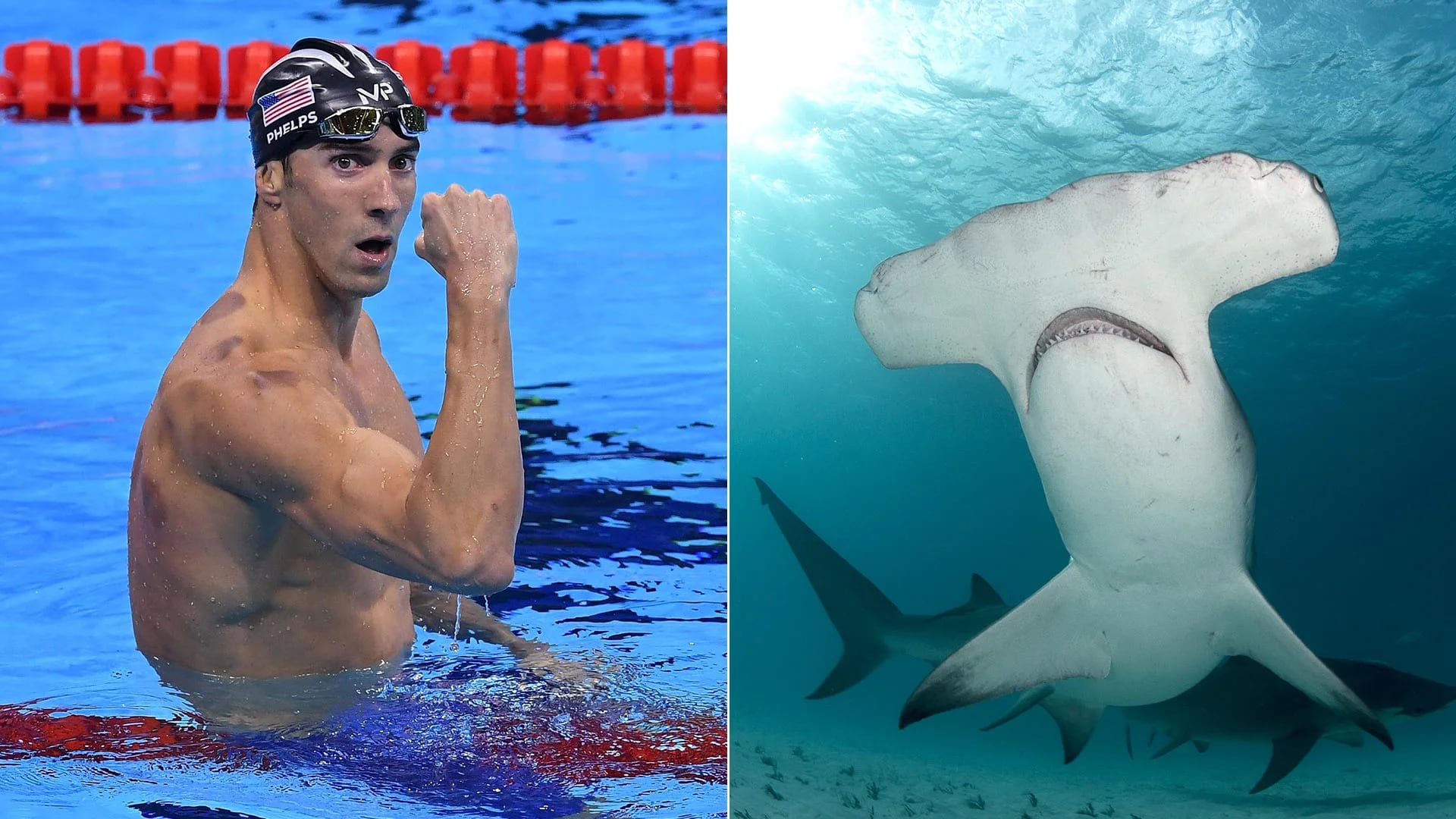 Michael Phelps demostrará que es posible mantener la calma ante la presencia de un tiburón