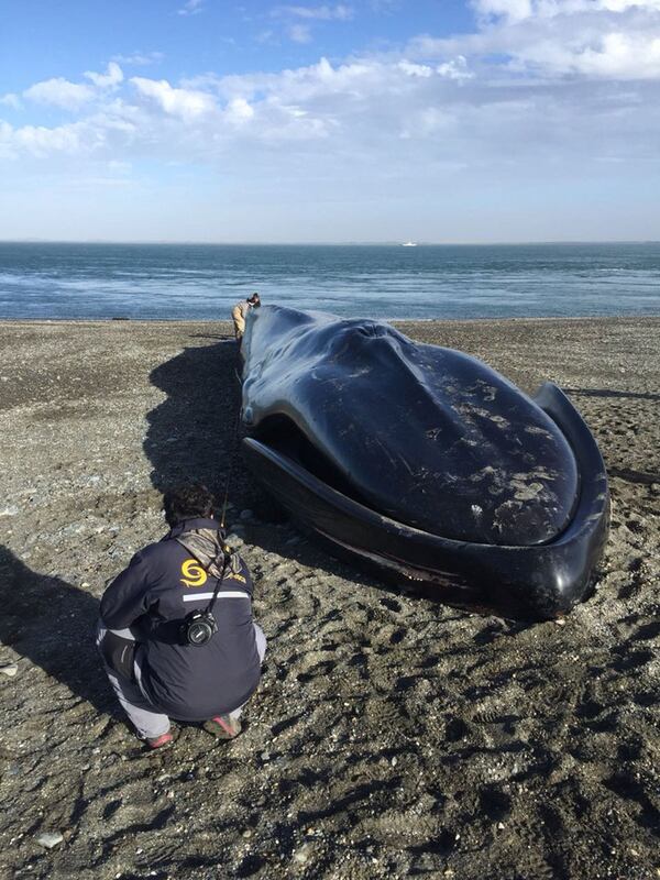 No se sabe de qué murió la ballena, pero su especie está en riesgo de extinción (Sernapesca)