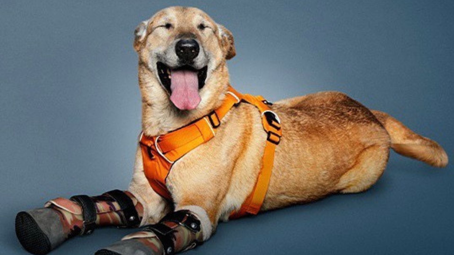 Perros de raza pequeña: 10 detalles que debes saber sobre ellos | aspectos  muy interesantes y curiosidades mascotas | RESPUESTAS | TROME.COM, image size:1920x1080