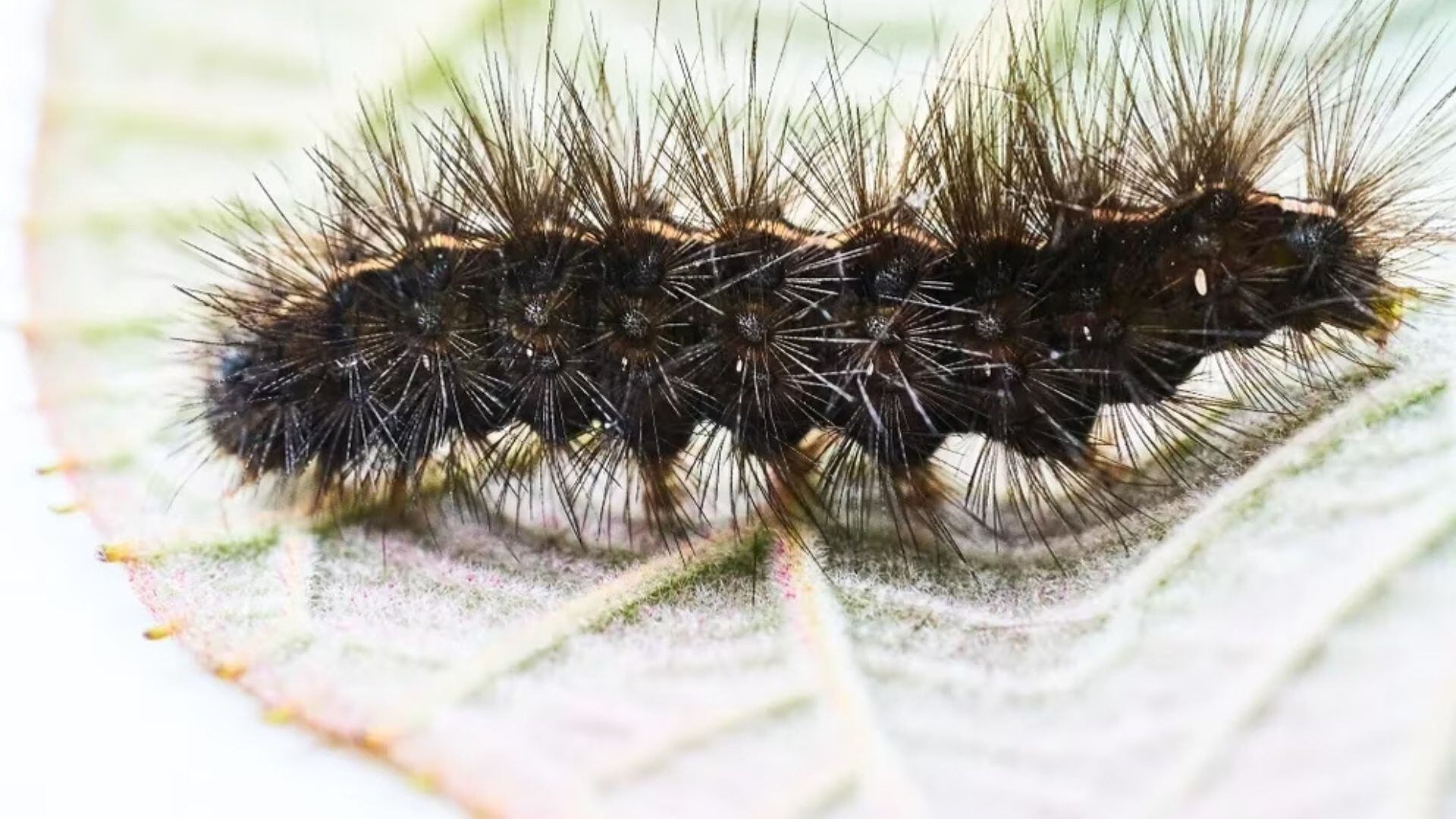 Qué hacer si a tu mascota le pica una oruga procesionaria (Getty Images)