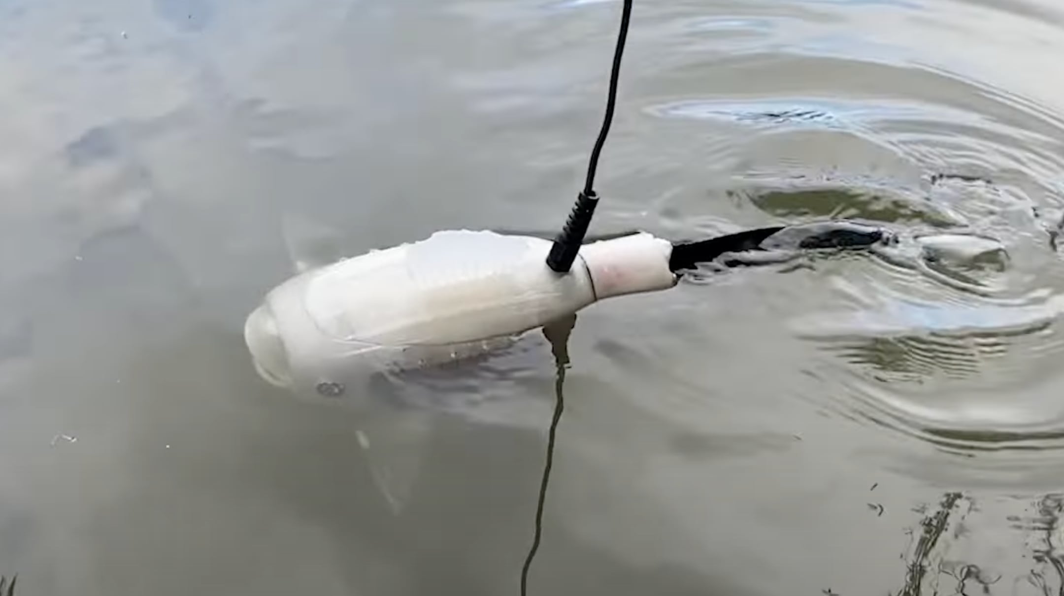 Este pez robot ayuda a la vida marina filtrando los microplásticos