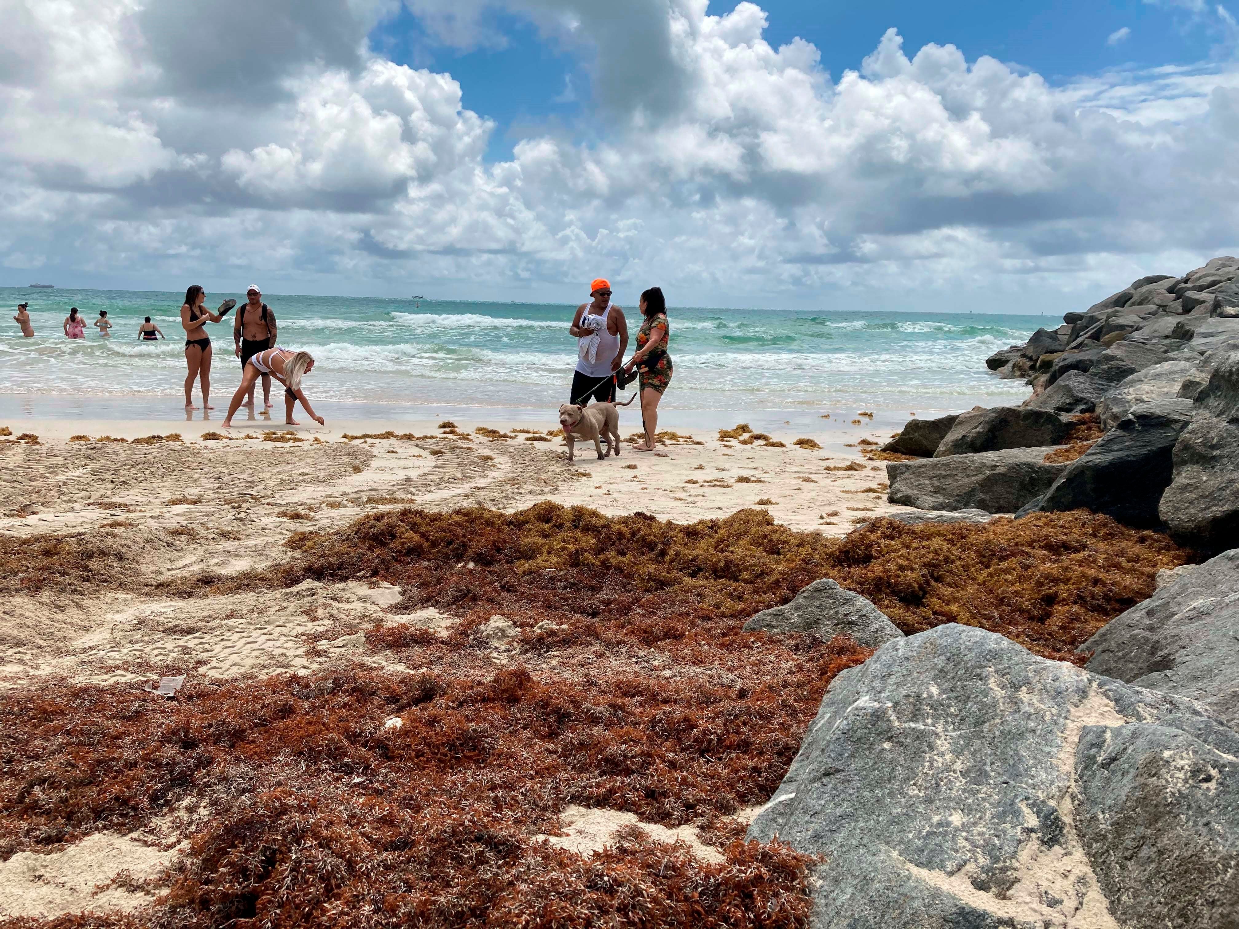 Gran saturación de sargazo en la playa de Miami Beach, Florida, Estados Unidos (EFE/Ivonne Malaver)