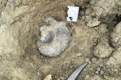 Un grupo de especialistas halló en la provincia de Corrientes restos de un perezoso gigante que datan del periodo cuaternario, informaron hoy fuentes académicas.