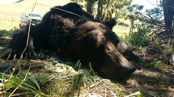 Un oso capturado por la oficina de Juego y Pesca de Wyoming, similar al que mató a Mark Uptain