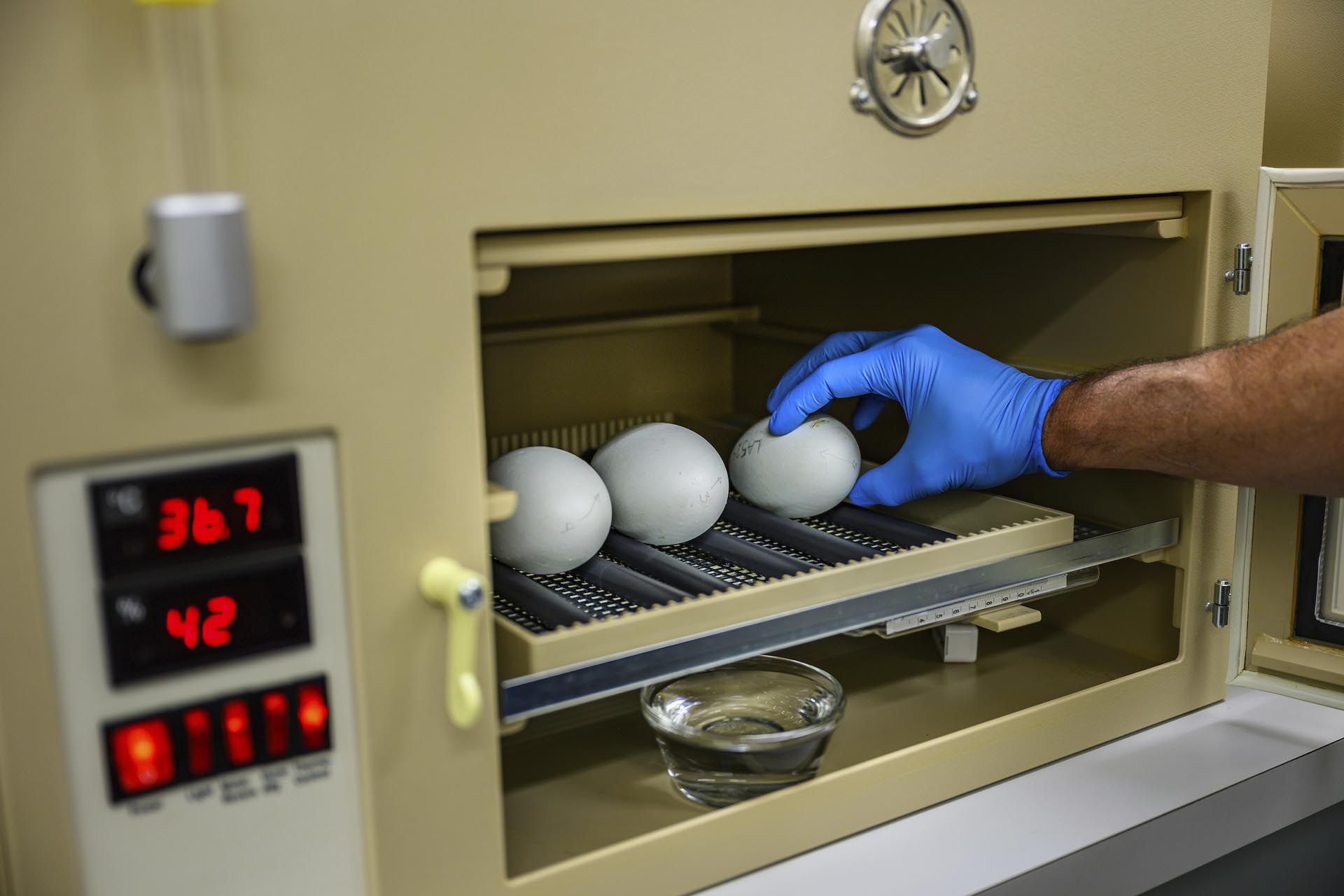 The newborns are expected to be released into the wild after a rearing process.