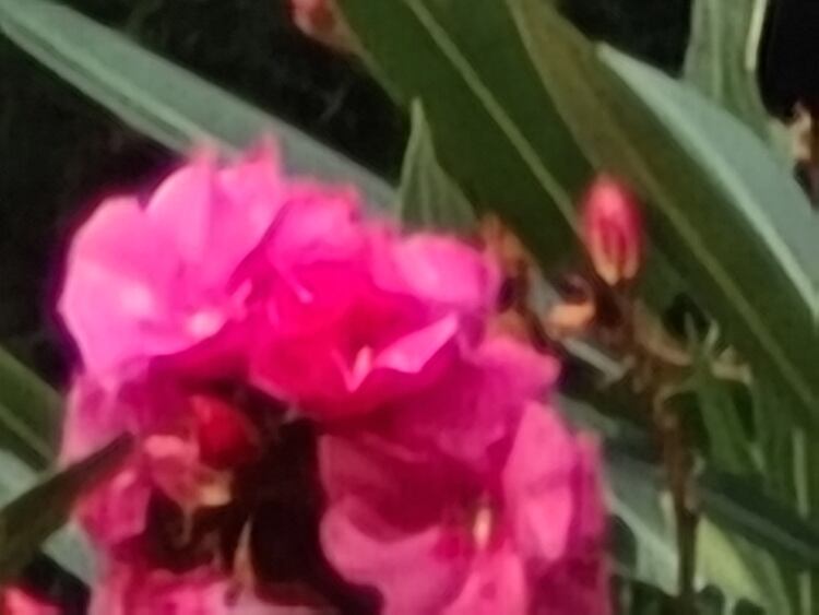 La misma toma con zoom de 100 aumentos.