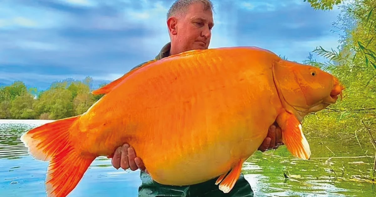 A British fisherman caught the world’s largest goldfish, how much did it weigh?