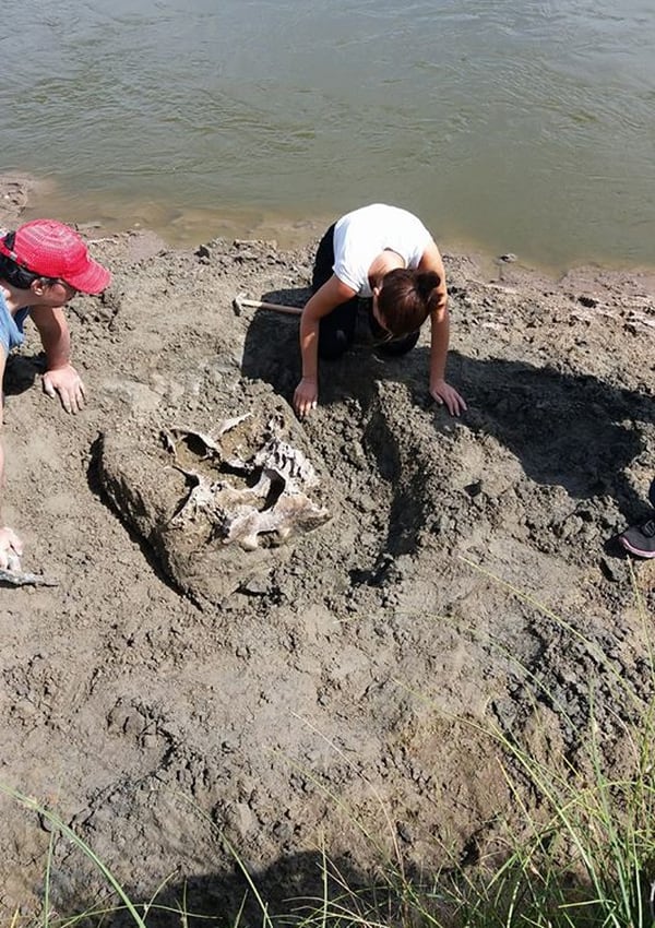 Uno de los últimos descubrimientos, el cráneo de Stegomastodon