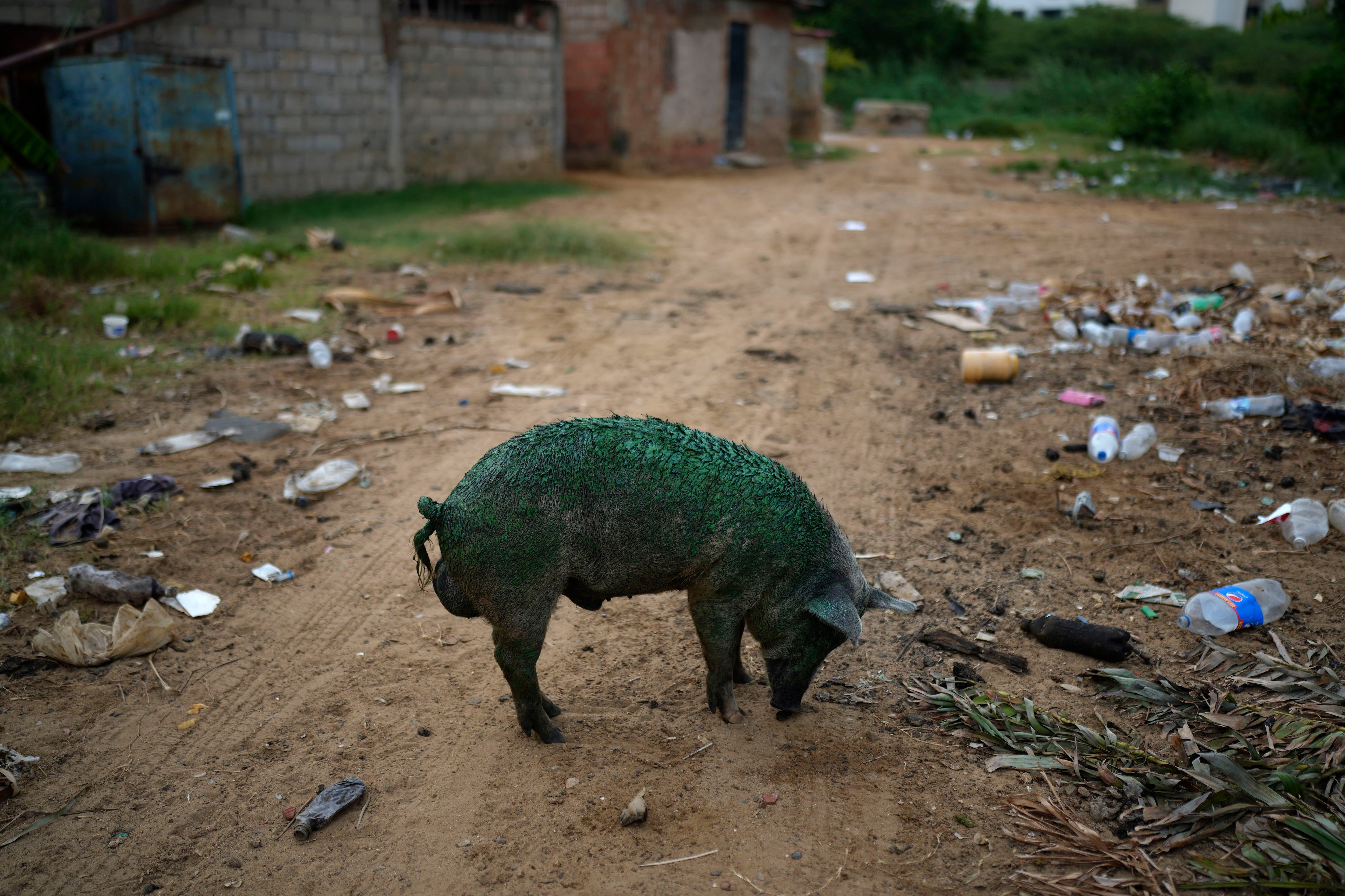 Un cerdo, cubierto con una tupida capa de verdín, olisquea el suelo en busca de alimento  (AP Foto/Ariana Cubillos)