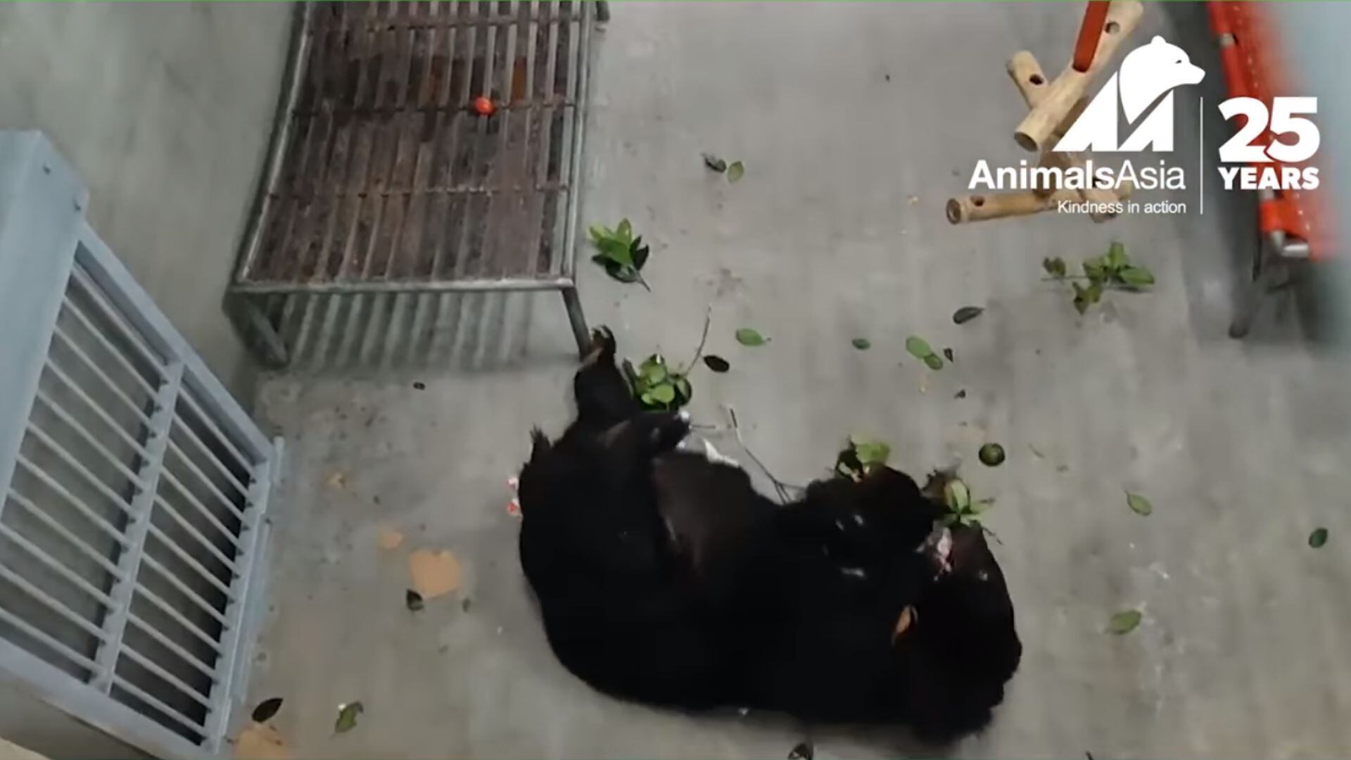 El abrazo que conmovió al mundo: dos osos negros se reencuentran tras ser rescatados de una granja de bilis (Captura de Pantalla/Facebook Animals Asia)