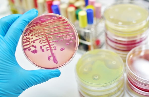 Las bacterias tienen la capacidad de tener cambios genéticos periódicamente y eso les da más virulencia (iStock)