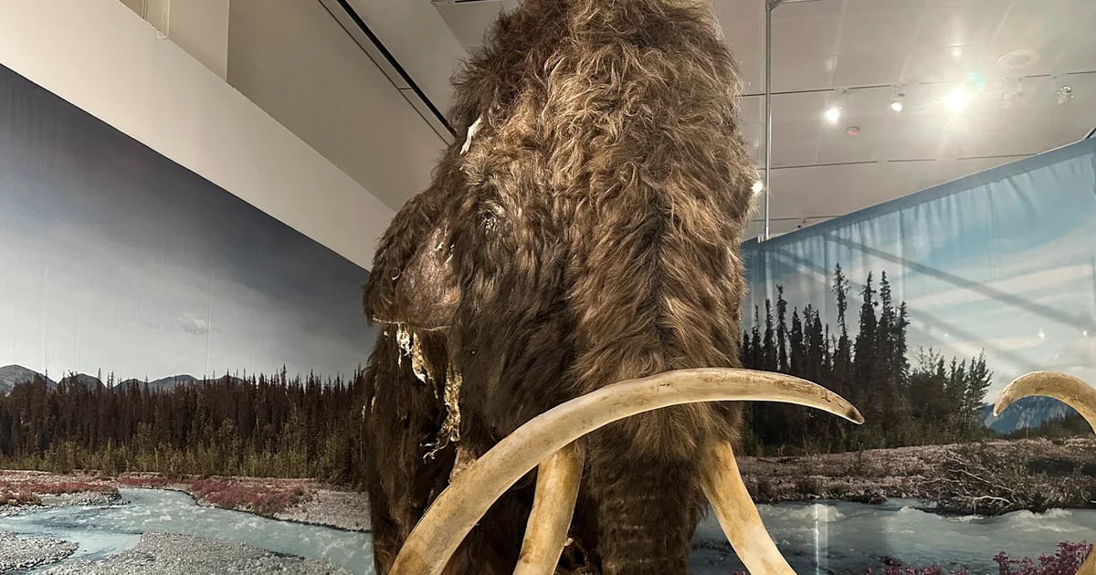 What happened to the discovery that gave clues about how the woolly mammoth was “resurrected”?