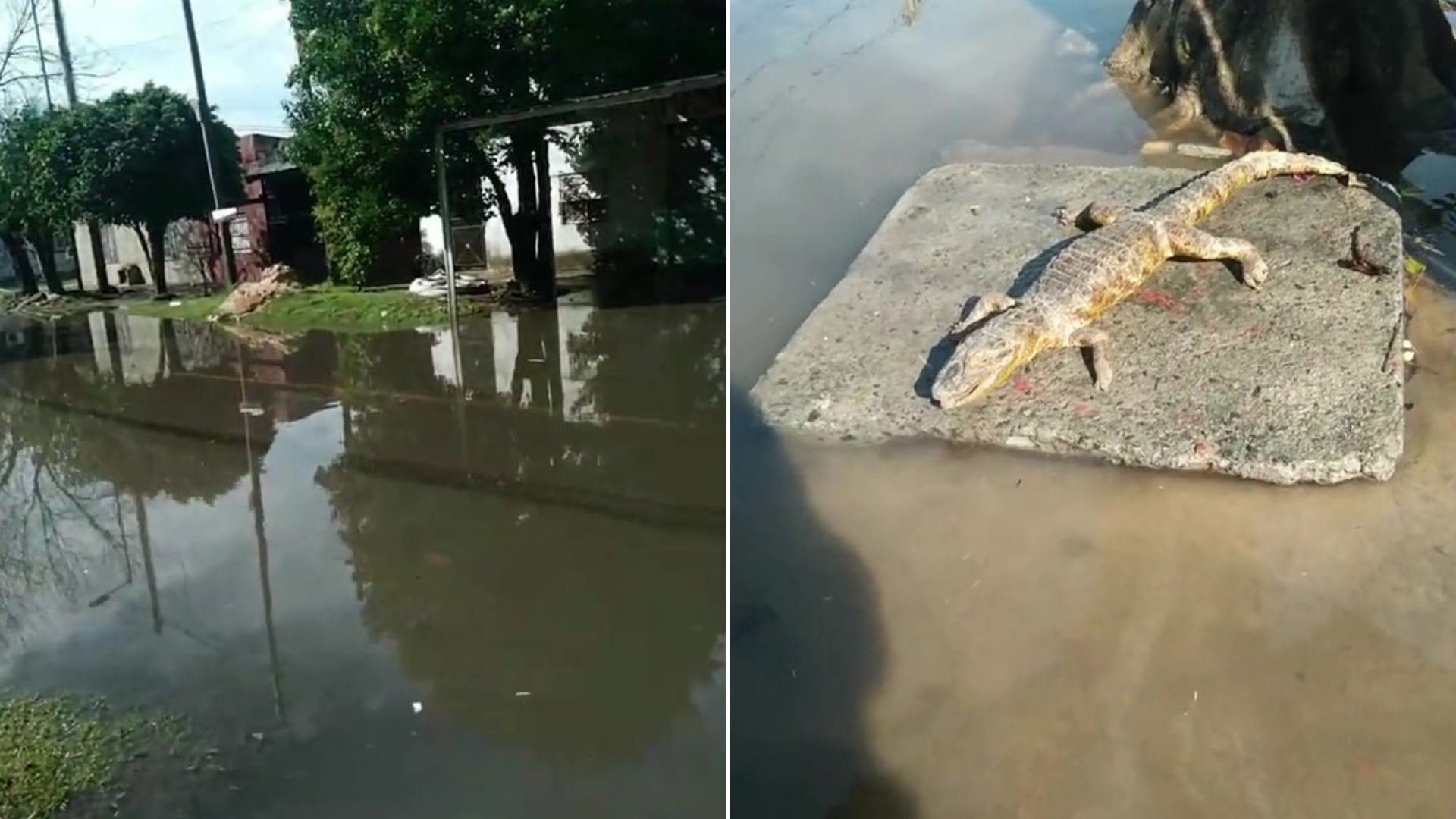 Un hombre grabando inundaciones en Monte Chingolo se encontró con un cocodrilo. (TikTok: @elfontaok)
