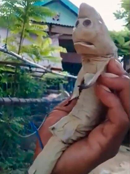 Vecinos de aldeas cercanas fueron a conocer el extraño ejemplar (Foto: Unique News/ YouTube: captura de pantalla)