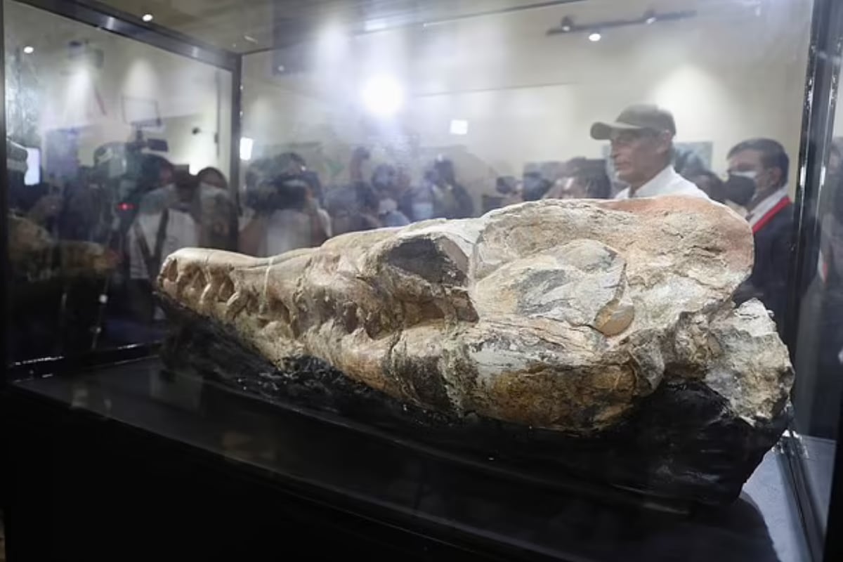 The Peruvian sea was home to a colossal animal that surprised researchers after analyzing its bone formation. Credits: Reuters