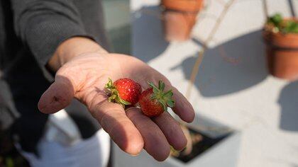 Frutillas de la huerta de Laura