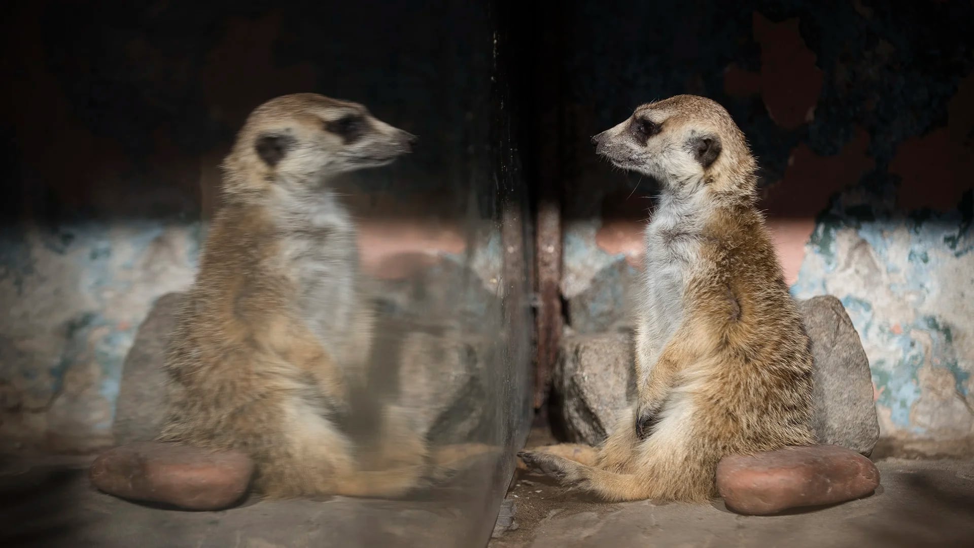 Un suricata mira su propia imagen en un recinto que habita en el Ecoparque. (Adrián Escandar)