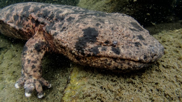 La Salamandra gigante China puede llegar a medir casi dos metros y pesar 45 kilos. (Shutterstock)