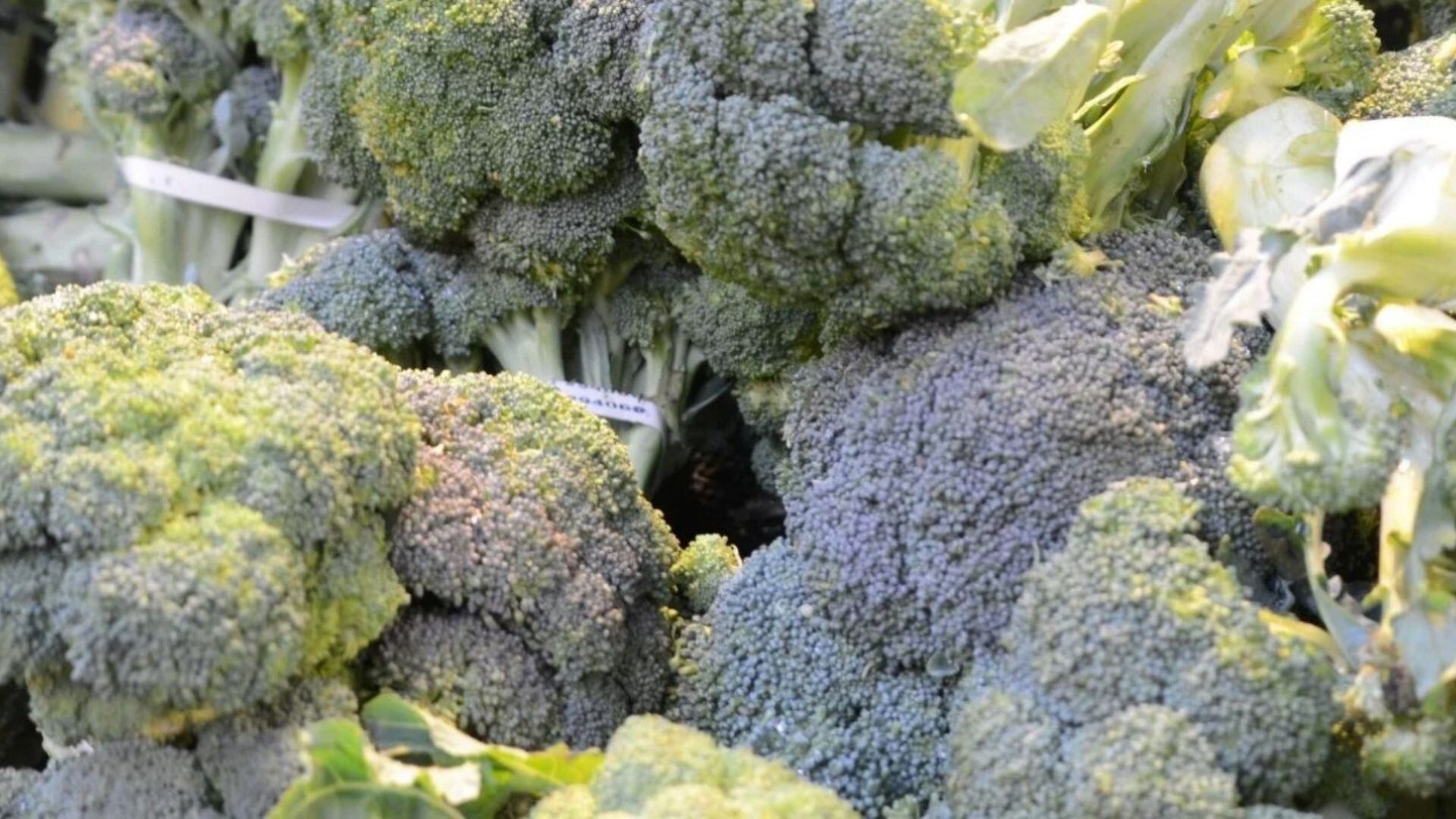 En las primeras semanas de mayo arribará el primer envío de Nariño a territorio estadounidense de brócoli, coliflor y zanahoria ultracongelados de la empresa Alimentos de Nariño ZF. Foto: ProColombia.