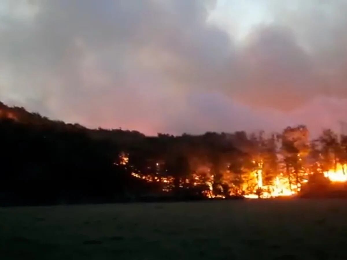 Incendio forestal sin control en Tierra del Fuego: ya se perdieron cerca de  5 mil hectáreas de bosques - Infobae