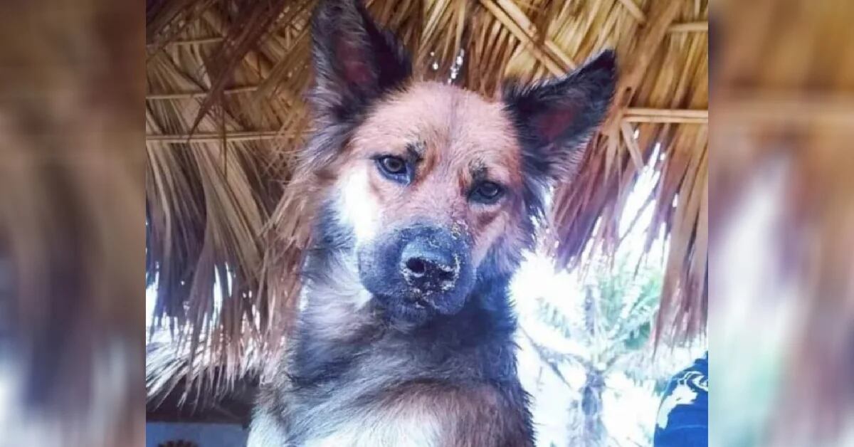 The scandalous case of the dog who was burned alive in Zipolite and which after three months continues without justice