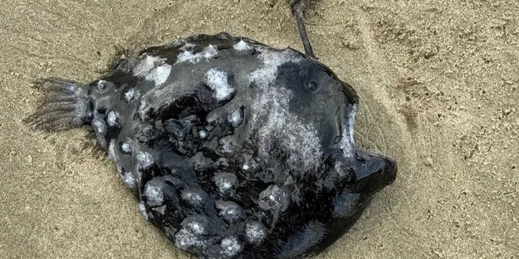 Un extraño pez de aguas profundas, nunca antes visto por humanos, apareció en la costa de Estados Unidos