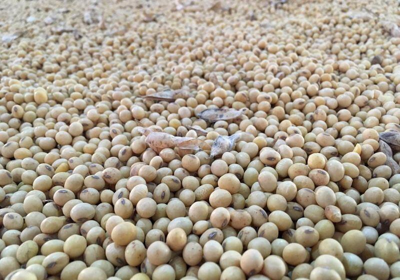 Ayer se registró una nueva suba en el precio de la soja Ene 31, 2019. REUTERS/Jose Roberto Gomes