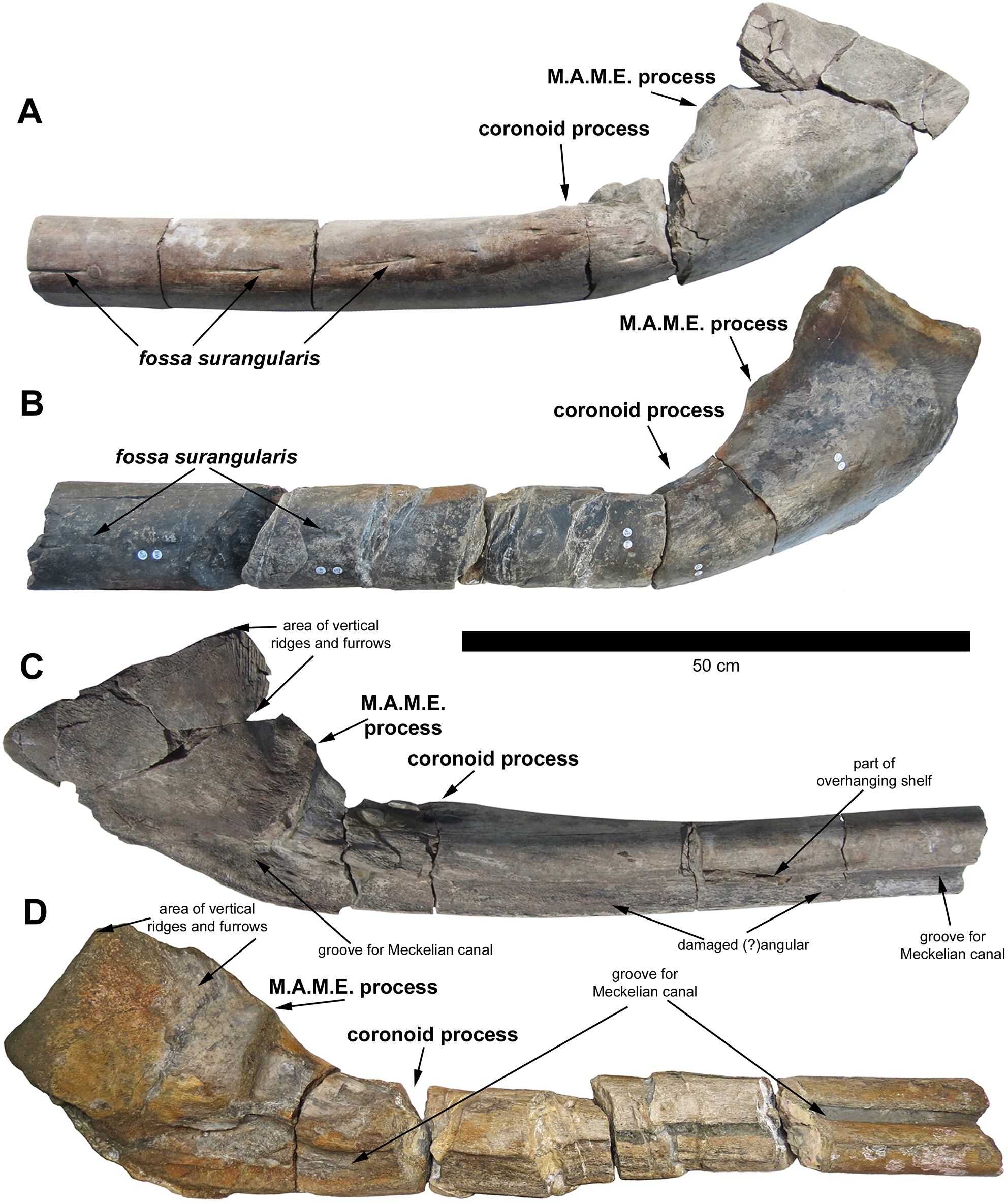 Fósil ictiosaurio