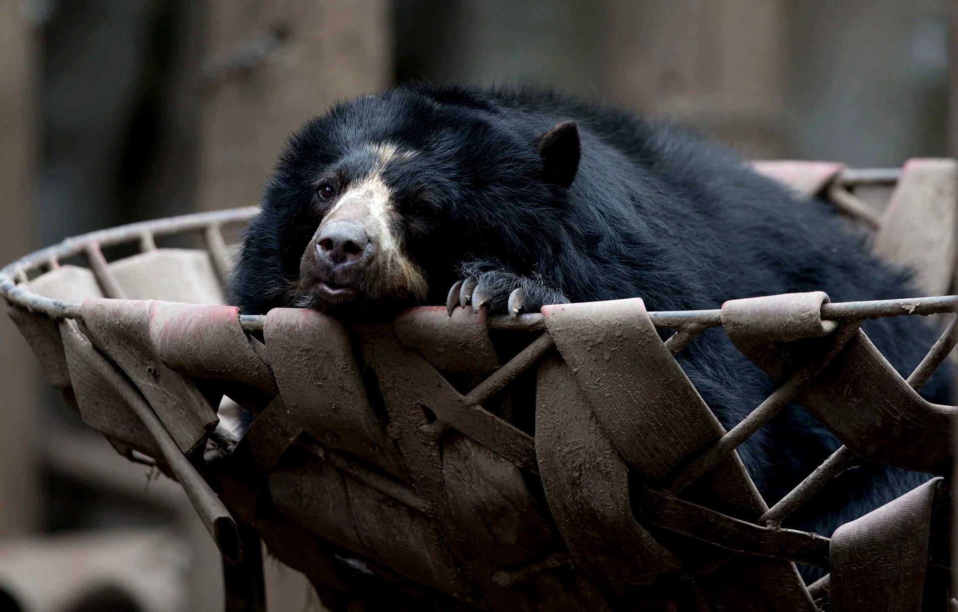 Un oso de anteojos descansa sobre una cesta. Los expertos llegaron a la conclusión de que un año después las condiciones para los animales prácticamente siguen siendo las mismas