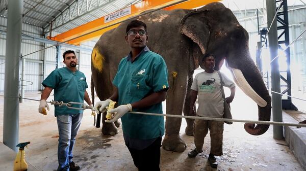 Varios veterinarios curan las patas de un elefante herido en el Hospital de Elefantes (EFE/ Harish Tyagi)