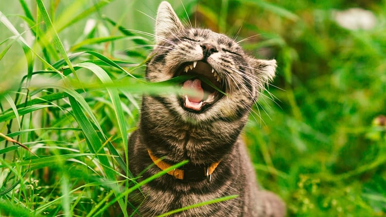 El misterio del hábito felino de comer hierbas tiene un sentido ancestral. (Shutterstock)