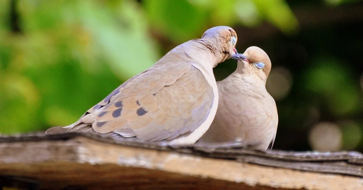 Eternal love in nature: One-of-a-kind animals that defy the norm on Valentine's Day