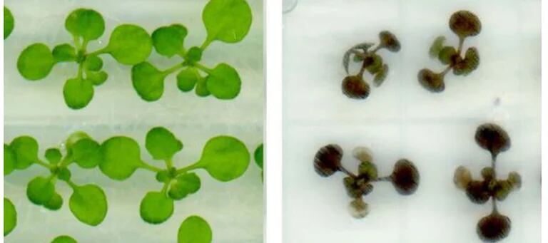 os experimentos se llevaron a cabo con la especie vegetal Arabidopsis, que estuvo expuesta a una luz intensa, cuestión q 